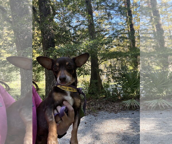 Medium Photo #2 Chiweenie Puppy For Sale in Mount Pleasant, SC, USA