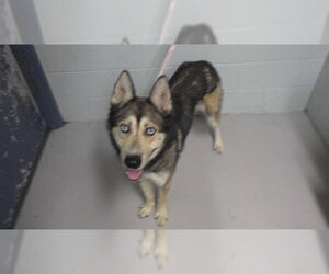 Gerberian Shepsky Dogs for adoption in Augusta, GA, USA