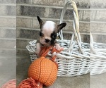 Small #3 French Bulldog