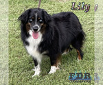 Small Photo #1 Miniature Australian Shepherd Puppy For Sale in FORESTBURG, TX, USA