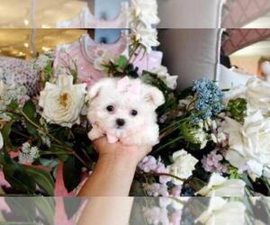 Maltese Puppy for sale in JACKSONVILLE, FL, USA