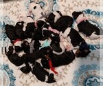 Small #3 Bernedoodle