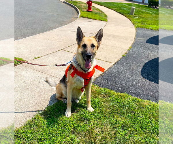 Medium Photo #5 German Shepherd Dog Puppy For Sale in Millburn, NJ, USA