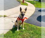 Small #4 German Shepherd Dog