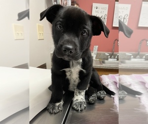 Cowboy Corgi-Labrador Retriever Mix Puppy for sale in WARRENSBURG, MO, USA