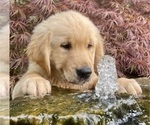 Puppy Cuddly Maggie English Cream Golden Retriever