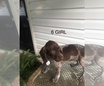Small Photo #16 German Shorthaired Pointer Puppy For Sale in ENTERPRISE, AL, USA