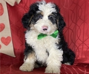 Bernedoodle Puppy for sale in LANCASTER, PA, USA