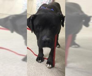 Mastiff-Unknown Mix Dogs for adoption in Riverside, CA, USA