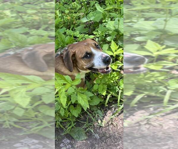 Medium Photo #2 Mutt Puppy For Sale in Hinton, WV, USA