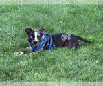 Small #1 Bulldog Mix