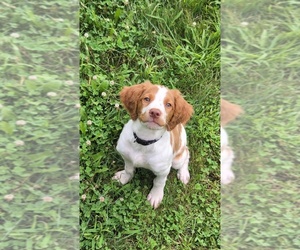 Brittany Litter for sale in TRIVOLI, IL, USA
