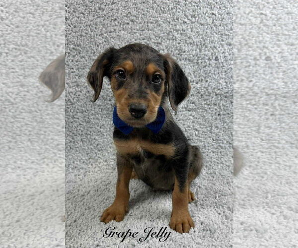 Medium Photo #2 Poodle (Standard)-Unknown Mix Puppy For Sale in Grafton, WI, USA