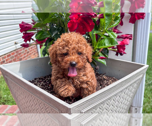 Poodle (Miniature) Puppy for sale in NATHALIE, VA, USA