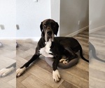 Small Photo #1 Great Dane Puppy For Sale in BUDA, TX, USA