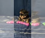 Small #6 Yorkshire Terrier