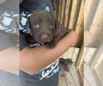 Small #5 Chesapeake Bay Retriever