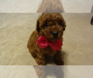 Poodle (Miniature) Puppy for sale in DULUTH, GA, USA