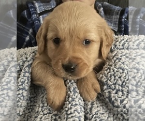 Golden Retriever Puppy for sale in WEEDSPORT, NY, USA