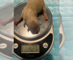 Small Photo #10 German Hunting Terrier-Lowchen Mix Puppy For Sale in HENRICO, VA, USA
