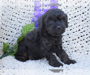 Cavalier King Charles Spaniel-Cavapoo Mix Puppy for sale in SHILOH, OH, USA