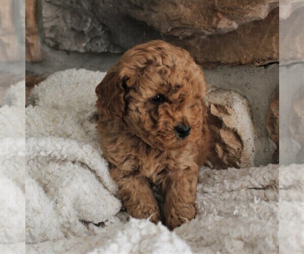 Medium Photo #2 Poodle (Miniature) Puppy For Sale in MILLERSTOWN, PA, USA