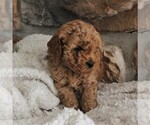 Small Photo #2 Poodle (Miniature) Puppy For Sale in MILLERSTOWN, PA, USA