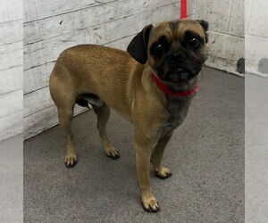 Pug-Unknown Mix Dogs for adoption in San Bernardino, CA, USA