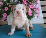 Small #8 English Bulldog