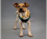 Small Photo #5 Mutt Puppy For Sale in Princeton, MN, USA