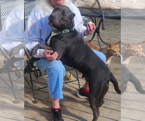 Medium Photo #3 American Pit Bull Terrier Puppy For Sale in Dallas, TX, USA