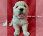 Small #3 English Cream Golden Retriever