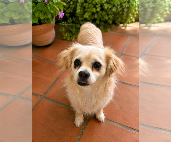 Medium Photo #2 Cheeks Puppy For Sale in San Diego, CA, USA