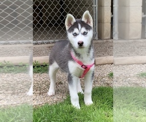 Siberian Husky Puppy for sale in BEAVER, OH, USA