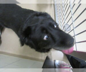 Labrador Retriever Dogs for adoption in Derwood, MD, USA