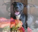 Small #8 Bull Terrier-Labrador Retriever Mix