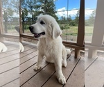Small Photo #3 Great Pyrenees Puppy For Sale in MONTROSE, CO, USA