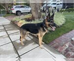 Small Photo #5 German Shepherd Dog Puppy For Sale in Cupertino, CA, USA
