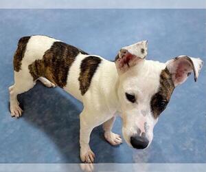 American Pit Bull Terrier-Unknown Mix Dogs for adoption in Tulsa, OK, USA