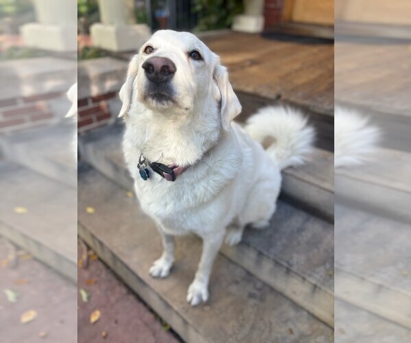 Medium Photo #6 Labrenees Puppy For Sale in Winter Park, CO, USA