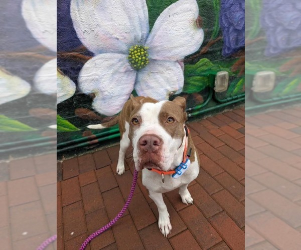 Medium Photo #4 American Staffordshire Terrier-Unknown Mix Puppy For Sale in Holly Springs, NC, USA