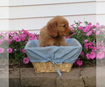 Small Photo #27 English Cream Golden Retriever Puppy For Sale in ATHENS, WI, USA