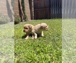 Small #3 Golden Retriever