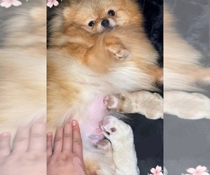 Pomeranian Puppy for sale in EASTVALE, CA, USA