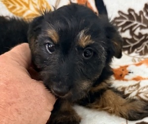 Dorkie Puppy for Sale in NEGLEY, Ohio USA