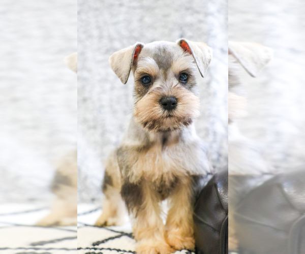 Medium Photo #10 Schnauzer (Miniature) Puppy For Sale in SYRACUSE, IN, USA