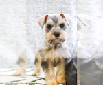 Small Photo #10 Schnauzer (Miniature) Puppy For Sale in SYRACUSE, IN, USA