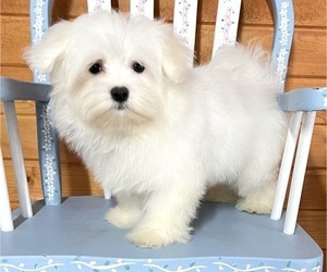 Maltese Puppy for Sale in RED HOUSE, West Virginia USA