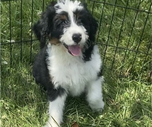 Bernedoodle (Miniature) Puppy for sale in NILES, MI, USA