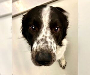 Border Collie Dogs for adoption in Pampa, TX, USA